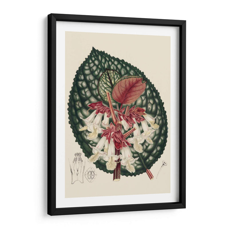 Begonia Variedades Iii - Stroobant | Cuadro decorativo de Canvas Lab