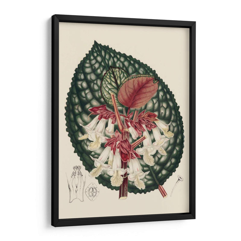 Begonia Variedades Iii - Stroobant | Cuadro decorativo de Canvas Lab