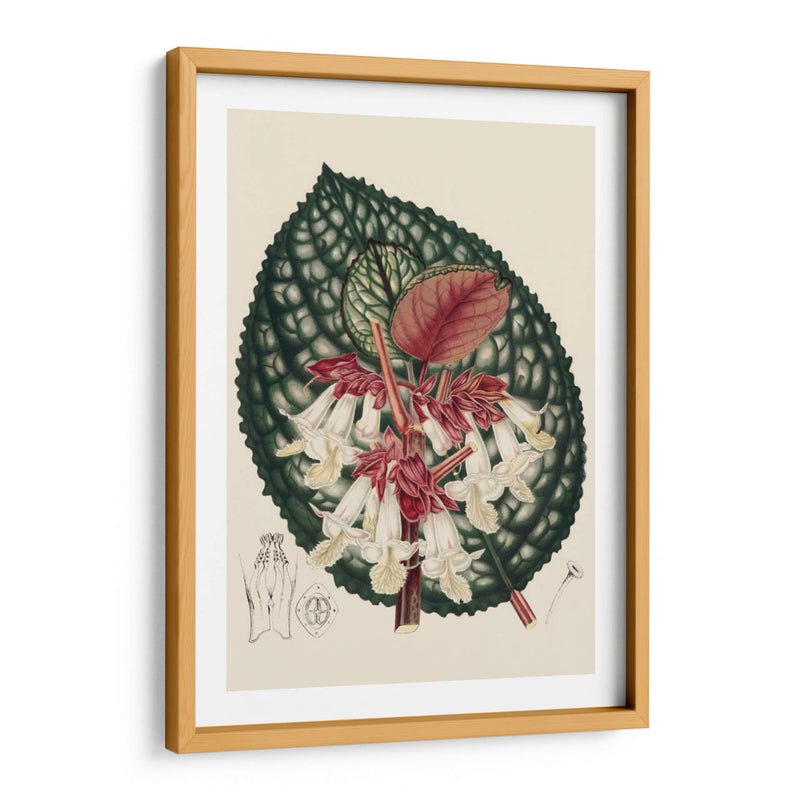 Begonia Variedades Iii - Stroobant | Cuadro decorativo de Canvas Lab