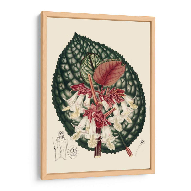 Begonia Variedades Iii - Stroobant | Cuadro decorativo de Canvas Lab