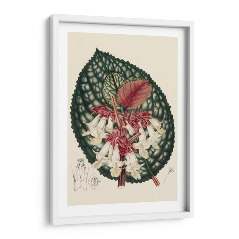 Begonia Variedades Iii - Stroobant | Cuadro decorativo de Canvas Lab