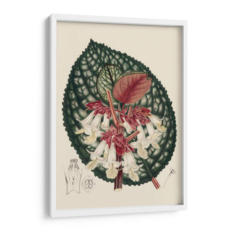 Begonia Variedades Iii - Stroobant | Cuadro decorativo de Canvas Lab