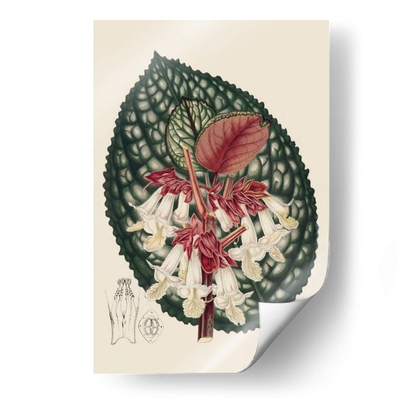 Begonia Variedades Iii - Stroobant | Cuadro decorativo de Canvas Lab