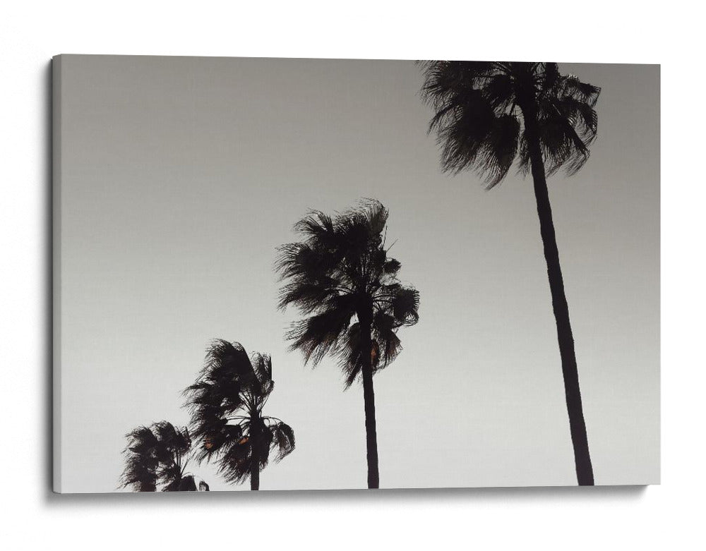 Palmeras azotadas por el viento - Fluidys Studio III | Cuadro decorativo de Canvas Lab