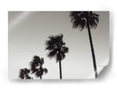 Palmeras azotadas por el viento - Fluidys Studio III | Cuadro decorativo de Canvas Lab