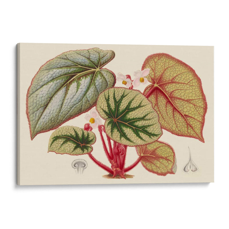 Variedades De Begonia Iv - Stroobant | Cuadro decorativo de Canvas Lab