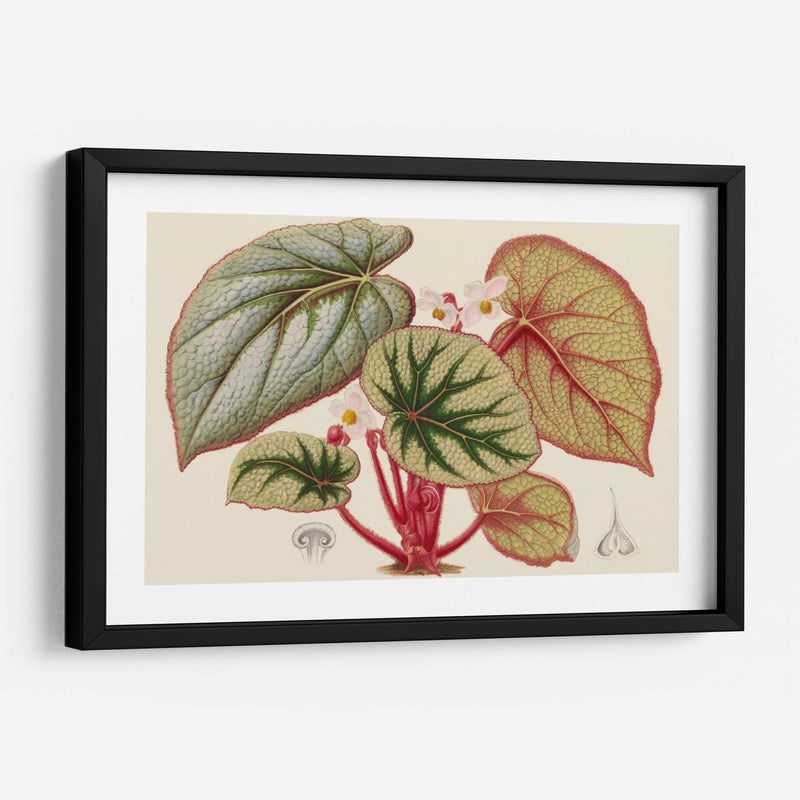 Variedades De Begonia Iv - Stroobant | Cuadro decorativo de Canvas Lab