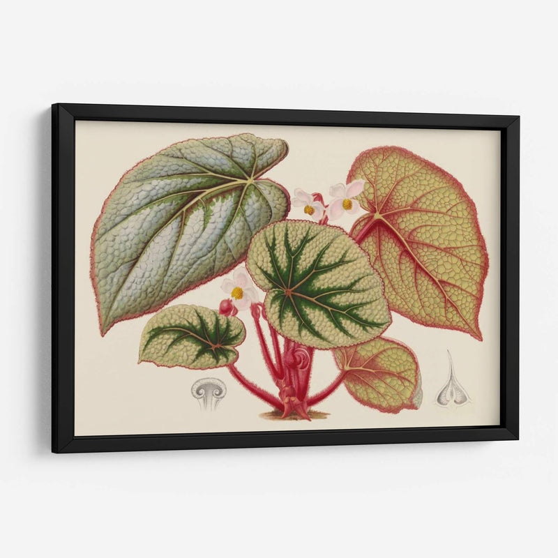 Variedades De Begonia Iv - Stroobant | Cuadro decorativo de Canvas Lab