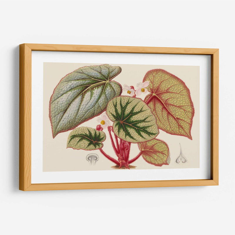 Variedades De Begonia Iv - Stroobant | Cuadro decorativo de Canvas Lab