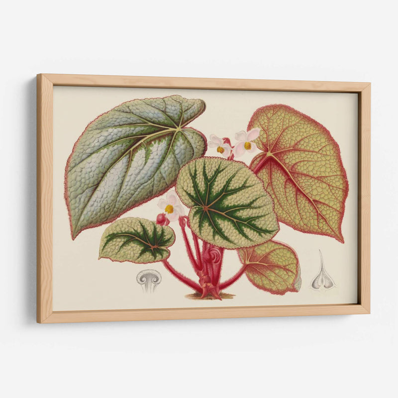 Variedades De Begonia Iv - Stroobant | Cuadro decorativo de Canvas Lab