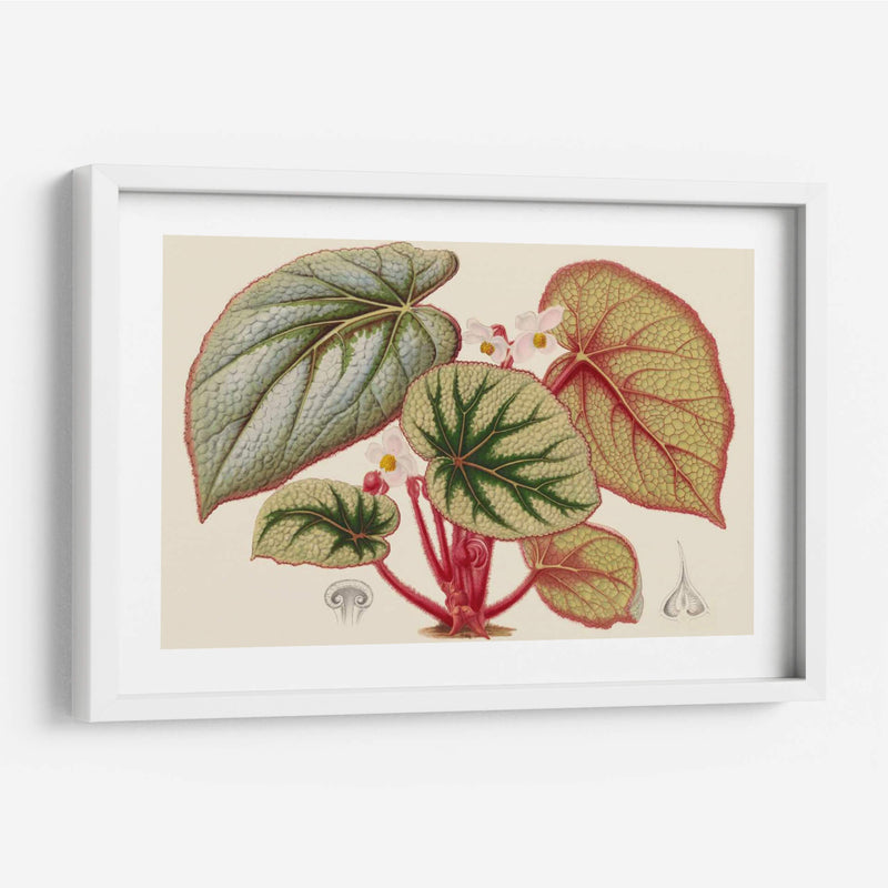 Variedades De Begonia Iv - Stroobant | Cuadro decorativo de Canvas Lab