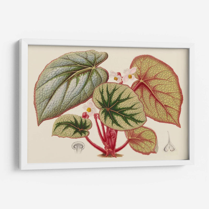 Variedades De Begonia Iv - Stroobant | Cuadro decorativo de Canvas Lab