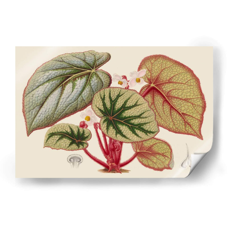 Variedades De Begonia Iv - Stroobant | Cuadro decorativo de Canvas Lab