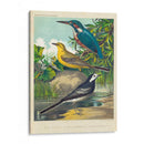 King-Fisher Y Wagtails - Cassell | Cuadro decorativo de Canvas Lab