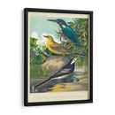 King-Fisher Y Wagtails - Cassell | Cuadro decorativo de Canvas Lab