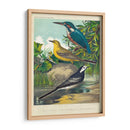 King-Fisher Y Wagtails - Cassell | Cuadro decorativo de Canvas Lab