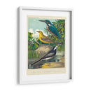 King-Fisher Y Wagtails - Cassell | Cuadro decorativo de Canvas Lab