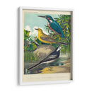 King-Fisher Y Wagtails - Cassell | Cuadro decorativo de Canvas Lab