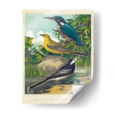 King-Fisher Y Wagtails - Cassell | Cuadro decorativo de Canvas Lab