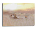 Luz dorada de la familia de guepardos - Ozkan Ozmen / | Cuadro decorativo de Canvas Lab