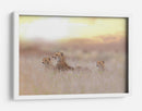 Luz dorada de la familia de guepardos - Ozkan Ozmen / | Cuadro decorativo de Canvas Lab