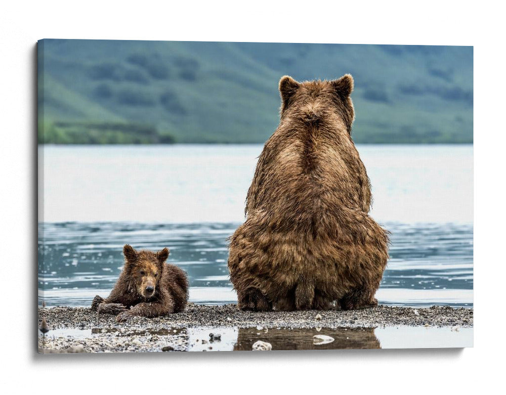 Osos junto al lago - Giuseppe DAmico | Cuadro decorativo de Canvas Lab