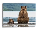 Osos junto al lago - Giuseppe DAmico | Cuadro decorativo de Canvas Lab