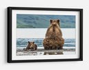 Osos junto al lago - Giuseppe DAmico | Cuadro decorativo de Canvas Lab