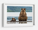 Osos junto al lago - Giuseppe DAmico | Cuadro decorativo de Canvas Lab
