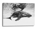 Majestuosa ballena jorobada - Barathieu Gabriel | Cuadro decorativo de Canvas Lab