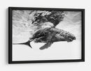 Majestuosa ballena jorobada - Barathieu Gabriel | Cuadro decorativo de Canvas Lab