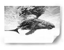 Majestuosa ballena jorobada - Barathieu Gabriel | Cuadro decorativo de Canvas Lab
