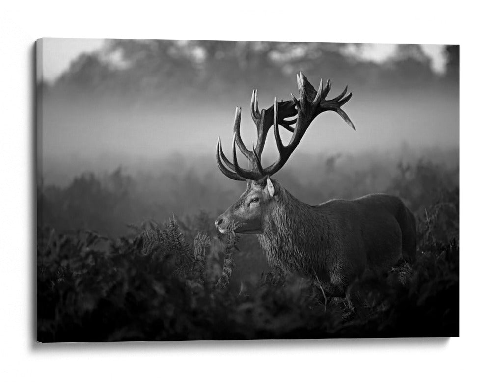 Majestuoso ciervo en la niebla - Robert Fabrowski | Cuadro decorativo de Canvas Lab