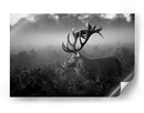 Majestuoso ciervo en la niebla - Robert Fabrowski | Cuadro decorativo de Canvas Lab