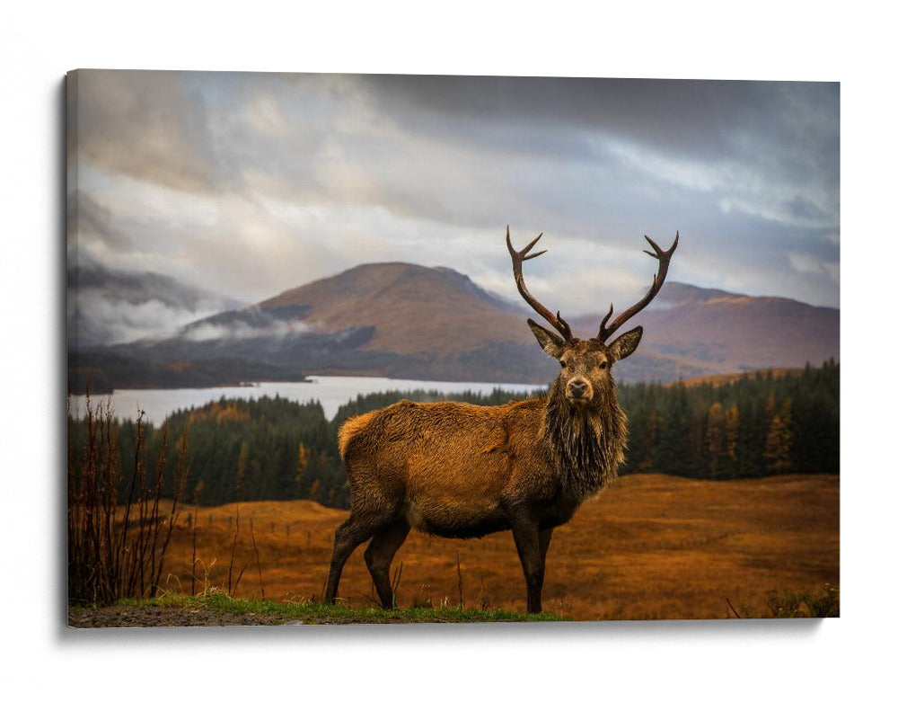 Majestuoso ciervo de las Tierras Altas - Adrian Popan | Cuadro decorativo de Canvas Lab