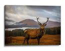 Majestuoso ciervo de las Tierras Altas - Adrian Popan | Cuadro decorativo de Canvas Lab