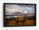 Majestuoso ciervo de las Tierras Altas - Adrian Popan | Cuadro decorativo de Canvas Lab