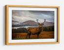 Majestuoso ciervo de las Tierras Altas - Adrian Popan | Cuadro decorativo de Canvas Lab