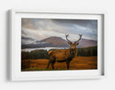 Majestuoso ciervo de las Tierras Altas - Adrian Popan | Cuadro decorativo de Canvas Lab