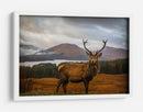Majestuoso ciervo de las Tierras Altas - Adrian Popan | Cuadro decorativo de Canvas Lab