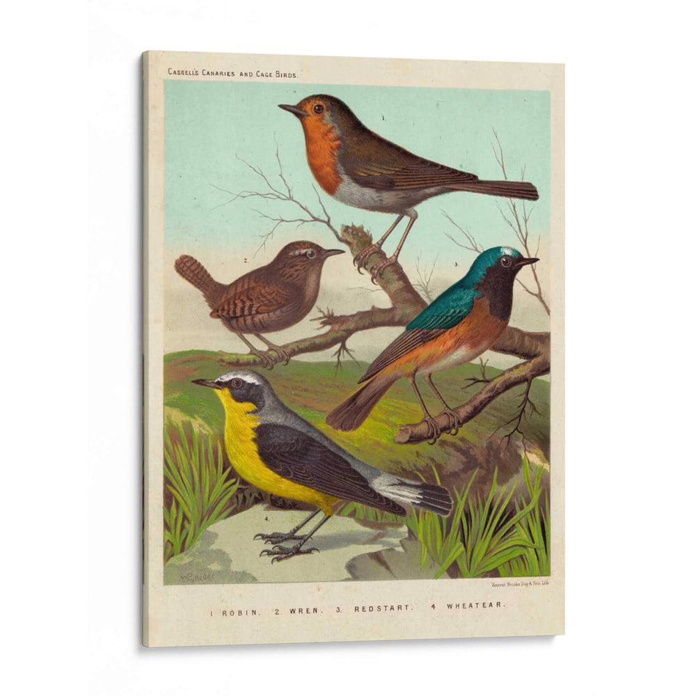 Robin, Wren Y Redstart - Cassell | Cuadro decorativo de Canvas Lab