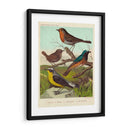 Robin, Wren Y Redstart - Cassell | Cuadro decorativo de Canvas Lab
