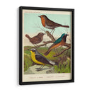 Robin, Wren Y Redstart - Cassell | Cuadro decorativo de Canvas Lab