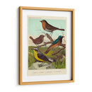 Robin, Wren Y Redstart - Cassell | Cuadro decorativo de Canvas Lab