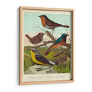 Robin, Wren Y Redstart - Cassell | Cuadro decorativo de Canvas Lab