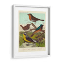 Robin, Wren Y Redstart - Cassell | Cuadro decorativo de Canvas Lab