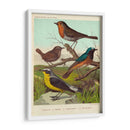 Robin, Wren Y Redstart - Cassell | Cuadro decorativo de Canvas Lab