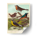Robin, Wren Y Redstart - Cassell | Cuadro decorativo de Canvas Lab