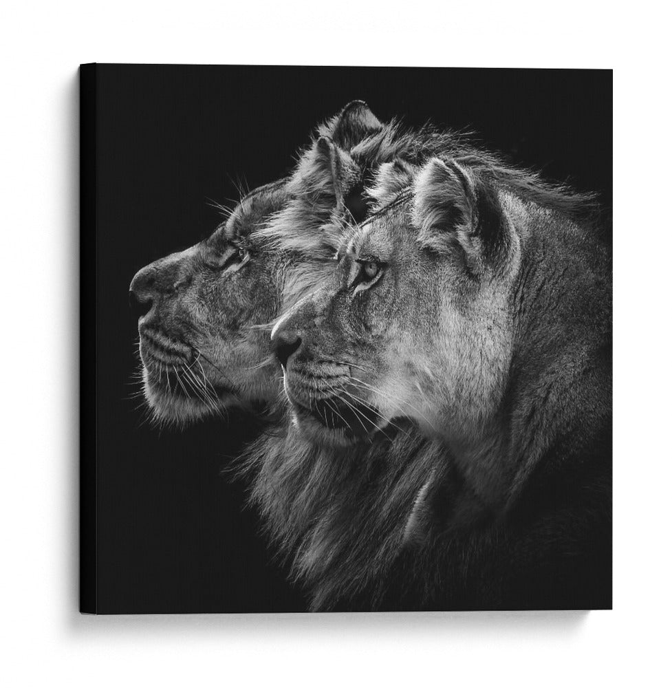 Pareja de leones majestuosos - Laurent Lothare Dambreville | Cuadro decorativo de Canvas Lab