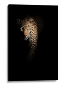 Leopardo en la sombra - Richard Guijt | Cuadro decorativo de Canvas Lab
